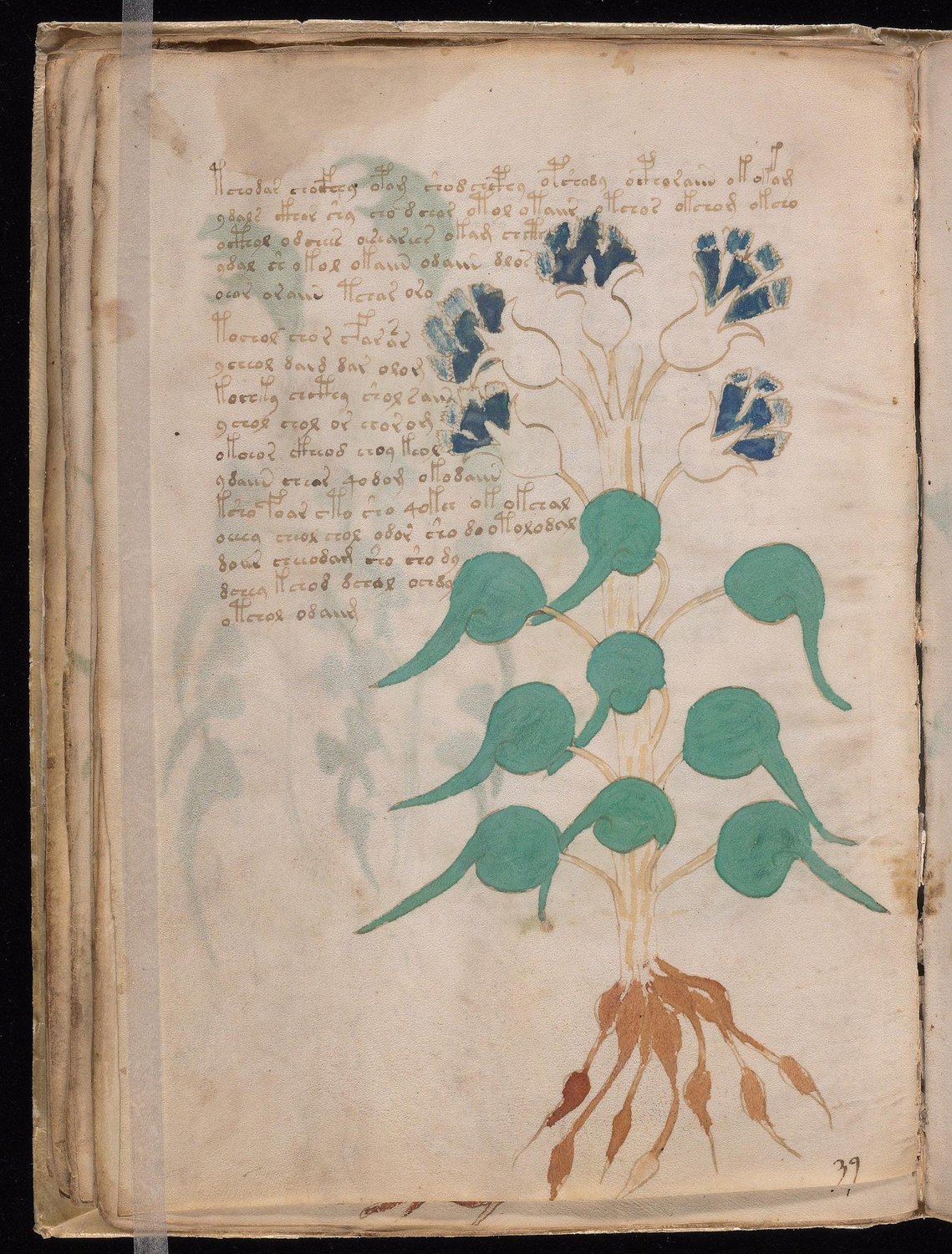 Herbal Page 46